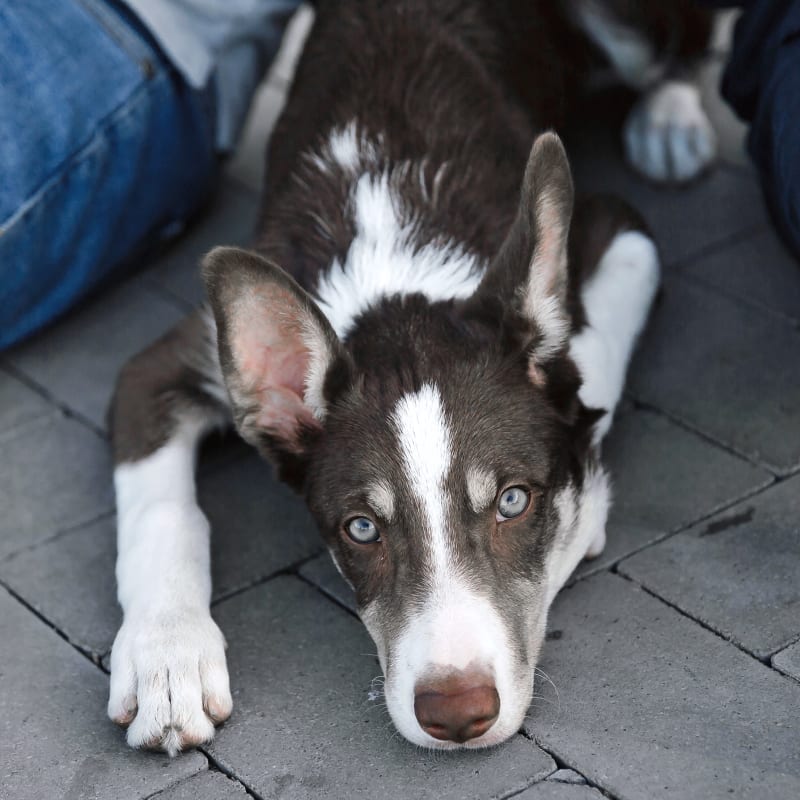 Medical Boarding for Cats & Dogs, Louisiana Vet